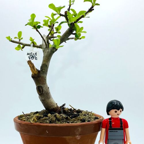 Imágenes de bonsáis y minibonsáis