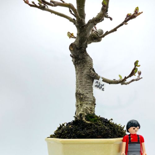 Imágenes de bonsáis y minibonsáis