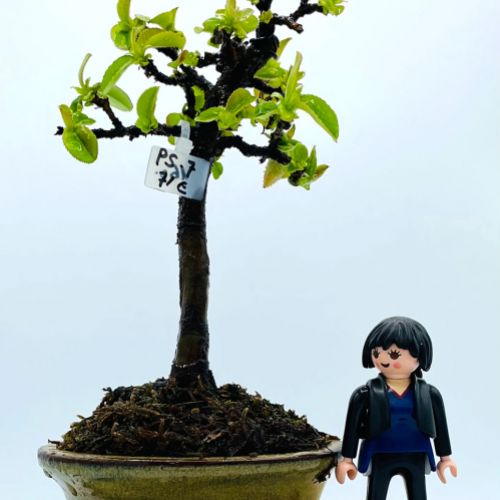 Imágenes de bonsáis y minibonsáis