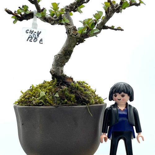 Imágenes de bonsáis y minibonsáis