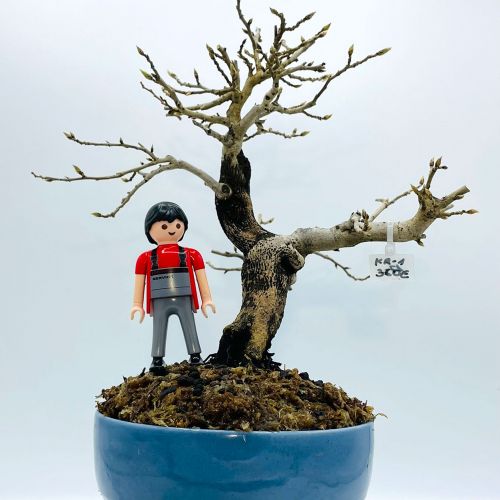 Imágenes de bonsáis y minibonsáis