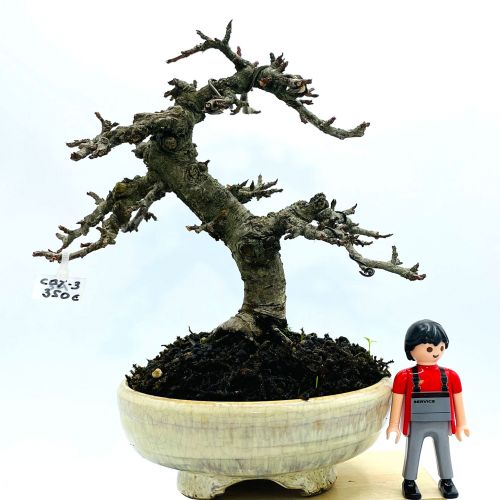 Imágenes de bonsáis y minibonsáis