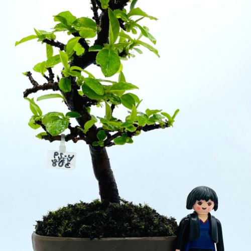 Imágenes de bonsáis y minibonsáis