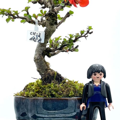 Imágenes de bonsáis y minibonsáis