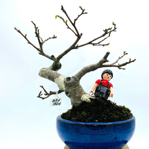 Imágenes de bonsáis y minibonsáis