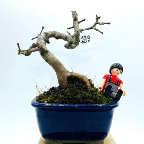 Imágenes de bonsáis y minibonsáis