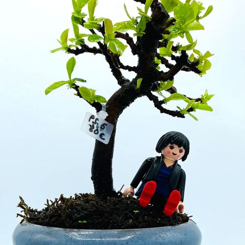 Imágenes de bonsáis y minibonsáis